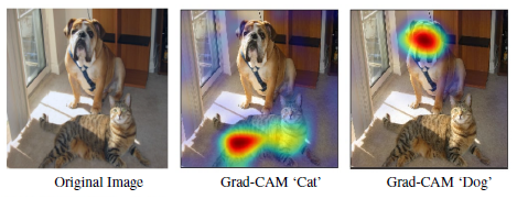 img/tutorial_how_to_interpret_gradcam_for_fooddx/gradcam_dog_cat.png